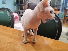 -猫小院猫主题餐厅(三里屯店)