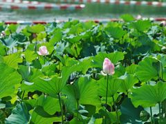 -金鸡湖桃花岛