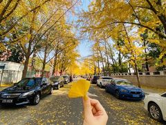 -三里屯东五街银杏大道