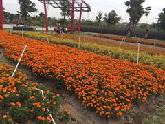 -芒洲湿地公园
