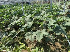 -迪茵湖田家舍生态农场