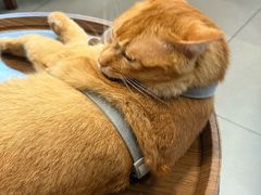 -Again Coffee Roaster(香蜜湖店)