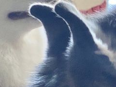 -Husky Go! 哈士奇体验馆·宠物咖啡厅狗咖