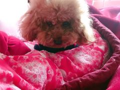 -圣宠动物医院·犬猫专科·影像中心·外科中心