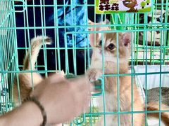 -中环花鸟鱼虫市场