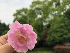-上海鲜花港