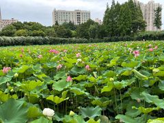 -黄兴公园
