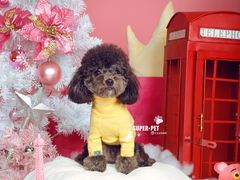 -超宠爱宠物摄影-Super pet