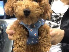 -瑞鹏宠物医院·爱宠堂(环西分院)