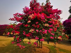 -曼听御花园