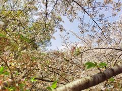 -苏州上方山国家森林公园