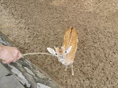 -石家庄市动物园