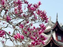 -枫桥景区