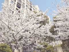 -高东镇樱花园