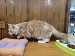 -龟与熊猫宠物公园(南坪店)