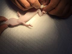 -瑞派·关忠动物医院·异宠专科·犬猫肿瘤·皮肤专科(望京店)