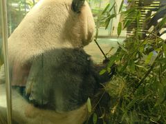 -成都动物园