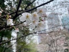 -陆家嘴中心绿地