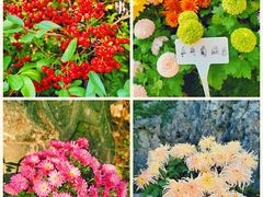 -菊花台公园