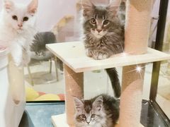 -70cat德文卷毛猫·缅因猫纯种猫舍