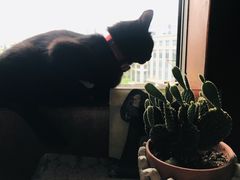 -汪喵宠物医院·骨科心脏影像·犬猫急重症ICU诊疗中心(成华分院)