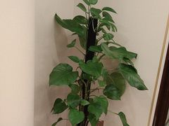 -鲁宴·鲁煨黄河生态大鲤鱼(月坛店)