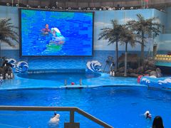 -海合安成都极地海洋公园