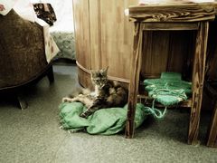-猫色咖啡·猫咖