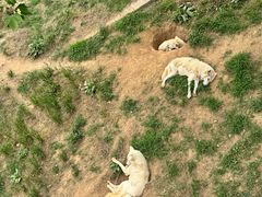 -西霞口神雕山野生动物世界