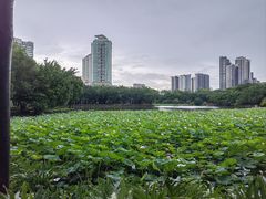 -荔湾湖公园