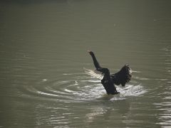 -长兴太湖图影湿地文化园