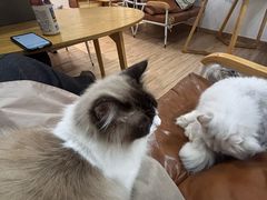 -李小姐の猫咖啡馆(五角场店)