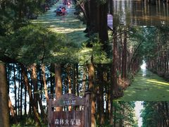 -溱湖国家湿地公园