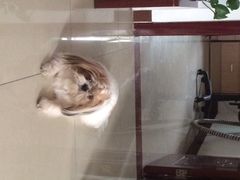 光景动物医院(江南中店)-瑞派动物医院·绝育·犬猫全科·预防医学(光景江南中店)