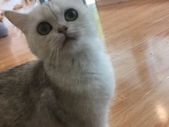 -momokira米努特·德文卷毛猫·棉花面纱犬