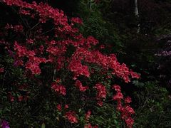 -上海滨江森林公园