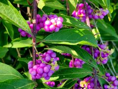 -国家植物园南园