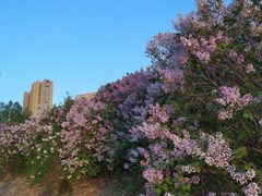 -丁香湖公园