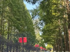 -黄海国家森林公园