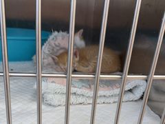 -瑞派康怡24h宠物医院·犬猫医疗中心·微创绝育(瑞景分院)