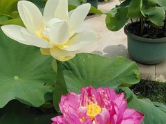 -莲花池公园