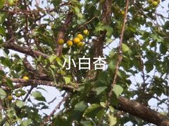-库车王府