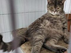 -佳雯宠物医院(四明中路分院)