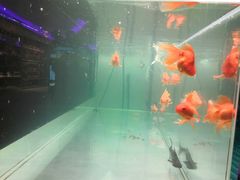 -真爱范特西KTV(交大店)