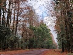 -上海海湾国家森林公园