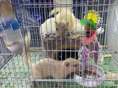 -青石桥花鸟鱼虫市场(叠翠城店)