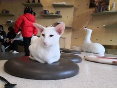-飞行喵MR PILOT|猫舍·猫咖(静安大融城店)