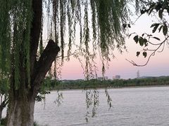 -羊山湖公园