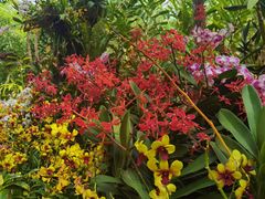 -中国科学院西双版纳热带植物园