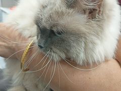 -宠福鑫康馨动物医院·骨科·眼科